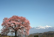 鰐塚　桜.jpg