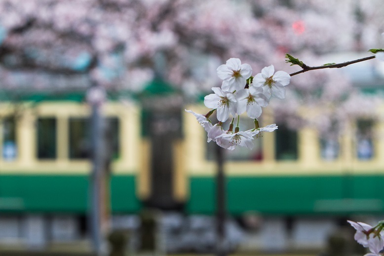 江ノ電と桜を入れての撮影ポイント